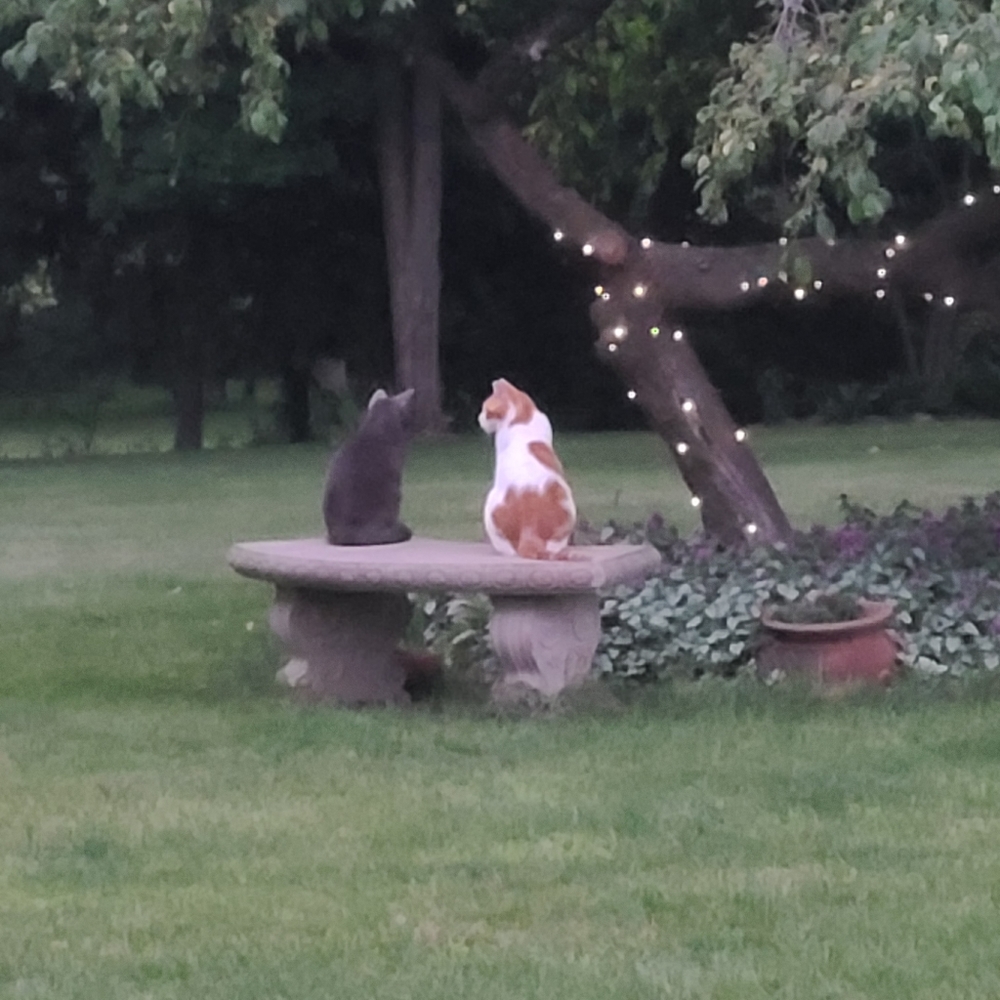 Pop In and Say Hi!! No Trades or Holds - Picture 7 of 7